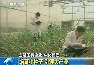 中化集团：培育小种子 引领大产业