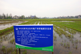 位于湖南益阳的中化化肥农企合作推广科学施肥示范田