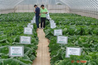 蔬菜种子展示中心
